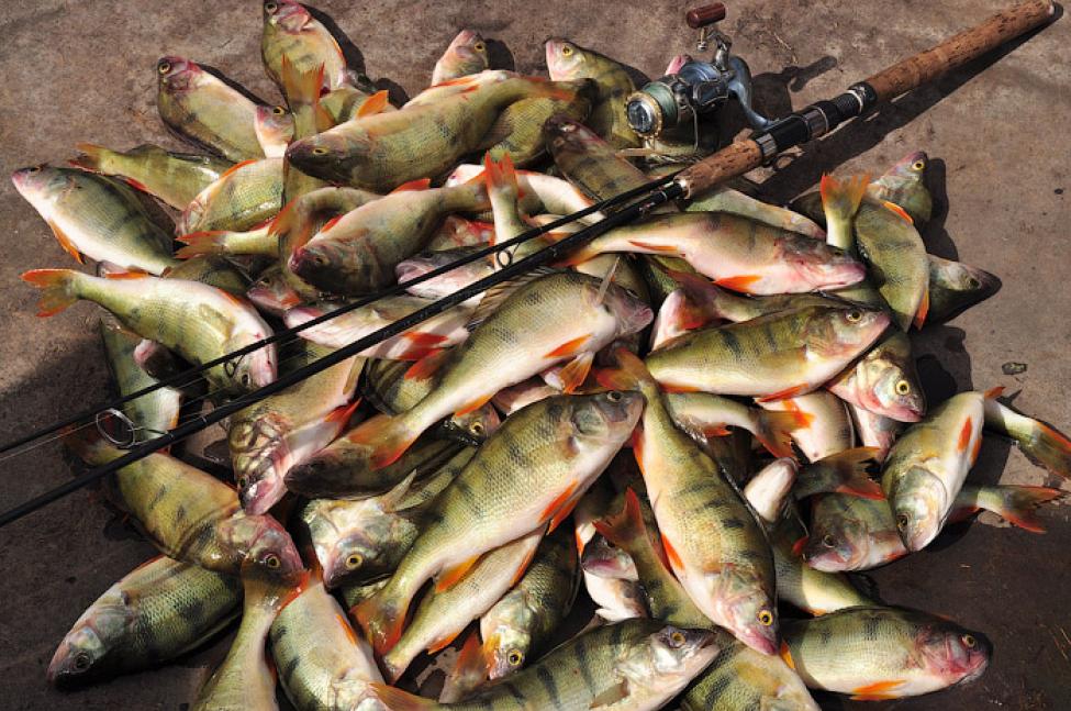 Ловля окуней на озере. Оз Чаны Новосибирская область рыбалка. Озеро Чаны рыбалка. Рыбалка озеро Чаны 2022. Озеро Чаны улов.