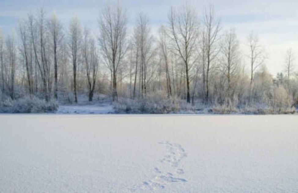 В Чистоозерном 15 января ожидается потепление до −5 градусов