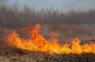 Причину пожаров в Новосибирской области назвал Губернатор Травников