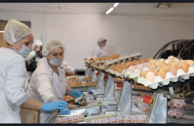 Производство мяса птицы и яиц растет в Новосибирской области￼