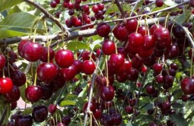 В Чистоозёрном районе небывалый урожай вишни