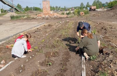 Более 5000 саженцев цветов высадят в парке в поселке Чистоозёрное