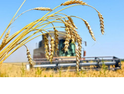 Первый миллион тонн зерна намолотили аграрии Новосибирской области ￼