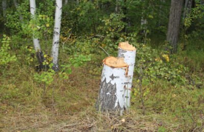За две березы житель Табулги заплатит лесничеству как за четырнадцать кубов дров