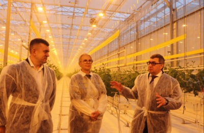 В Новосибирской области вырос объем выращиваемых в теплицах овощей