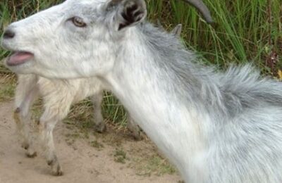Ветеринары предупреждают об опасности бруцеллеза у коз