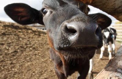 550 коров погибли от голода в селе Новые Решёты Кочковского района
