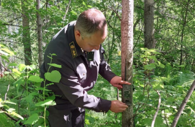 С помощью видео- и фотоловушек будут ловить черных лесорубов в Новосибирской области