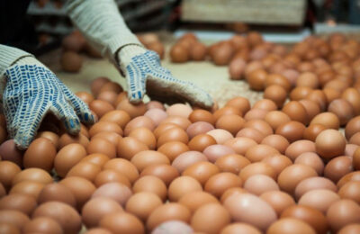 Больше мяса птицы и яиц стали производить в Новосибирской области
