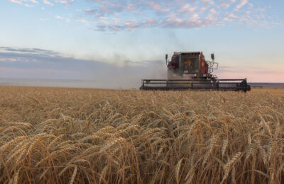 На четверть превышающий потребности региона получат урожай зерновых аграрии Новосибирской области