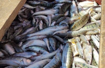 В Новосибирской области увеличивается вылов рыбы