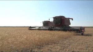 Уборочная кампания стартовала в Новосибирской области
