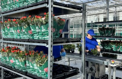 В Новосибирской области роботы выращивают розы