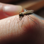 Новосибирский ученый рассказал о простых и действенных средствах от комаров
