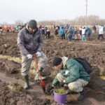 Лесовосстановление в Новосибирской области идет с превышением плана