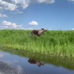 Новая техника помогает инспекторам минприроды искать диких животных