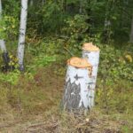 Факт незаконной рубки установлен в Чистоозерном районе