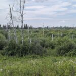 О защите леса рассказали в минприроды региона