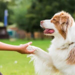 Вопрос о бездомных животных решается в Новосибирской области