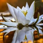 Удивительную природу предлагают увидеть чистоозерцам в краеведческом музее