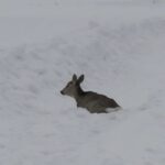 Массовой сезон миграции копытных начался в Новосибирской области