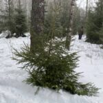 В лесу не трогать елки рекомендуют лесники