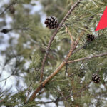 Лесную генетическую базу сформировали в Новосибирской области