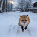 Новый очаг бешенства обнаружен в Чистоозерном районе