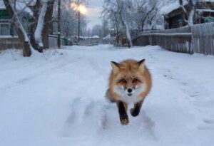 Новый очаг бешенства обнаружен в Чистоозерном районе