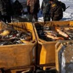 Экспорт новосибирской рыбы продолжает расти