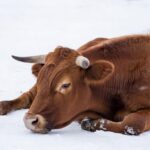 Бешеный бык был обнаружен в Мухино