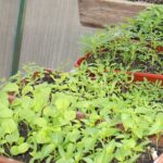 О рисках при покупке некачественных семян предупреждают специалисты