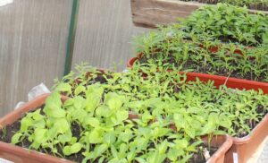 О рисках при покупке некачественных семян предупреждают специалисты