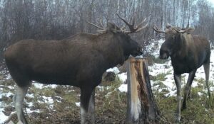 Лосей в регионе стало больше