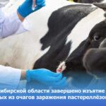 В регионе завершено изъятие животных из очагов заражения пастереллёзом