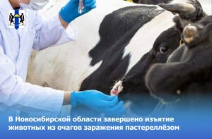 В регионе завершено изъятие животных из очагов заражения пастереллёзом