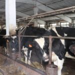 В регионе созданы пункты помощи жителям в районах изъятия сельхозживотных