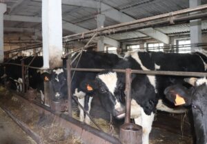 В регионе созданы пункты помощи жителям в районах изъятия сельхозживотных