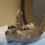 Новосибирские ученые впервые исследовали челюсти шерстистого носорога на компьютерном томографе