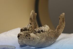 Новосибирские ученые впервые исследовали челюсти шерстистого носорога на компьютерном томографе