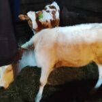 Массовые весенние обработки скота начались в Чистоозерном районе