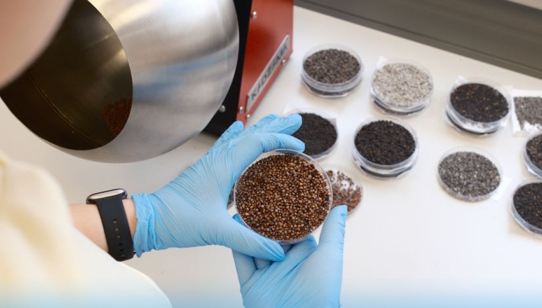 Новосибирские учёные разработали экологичный гель для обработки семян