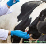 Выплаты жителям, пострадавшим от изъятия скота, в апреле доведены полностью