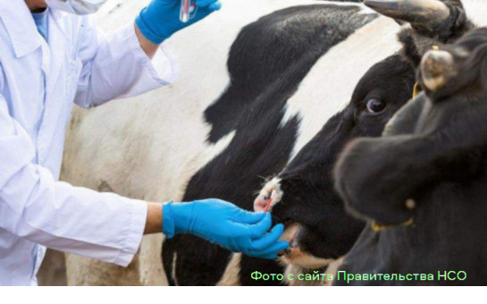 Выплаты жителям, пострадавшим от изъятия скота, в апреле доведены полностью