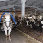 В регионе компенсации за утерянный скот в марте предоставлены в полном объеме