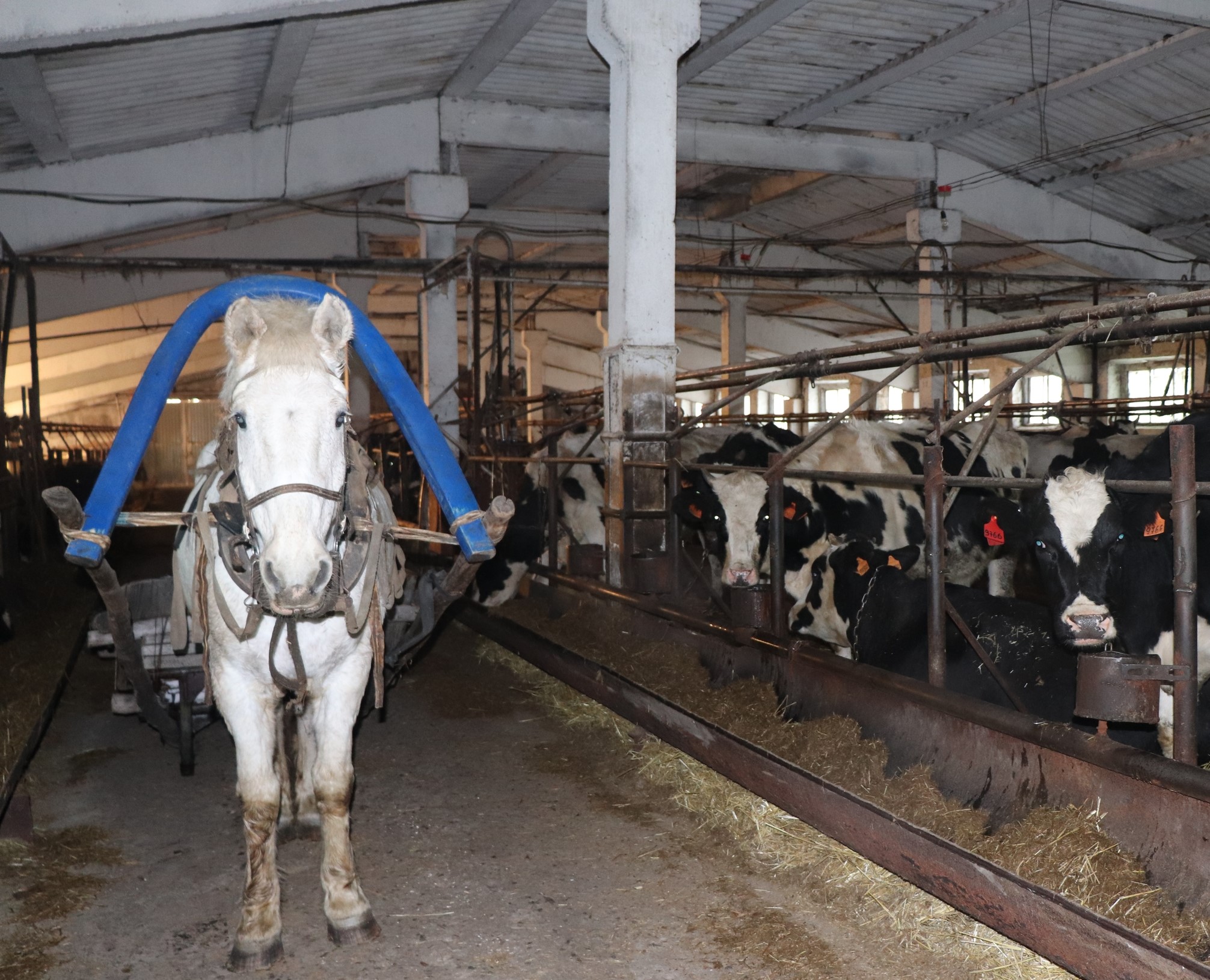 В регионе компенсации за утерянный скот в марте предоставлены в полном объеме
