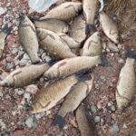 В Новосибирской области вводится запрет на вылов рыбы