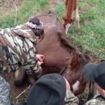 Ветеринары спасли лошадь в Чистоозерном районе