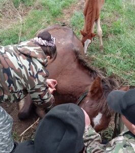 Ветеринары спасли лошадь в Чистоозерном районе