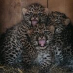 Новое поколение дальневосточных леопардов появилось в Новосибирском зоопарке